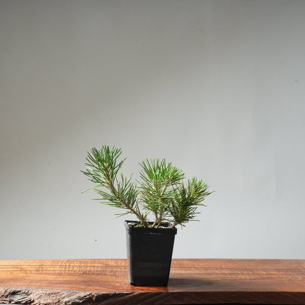 Clump Style Japanese Black Pine #45 - Bonsaify