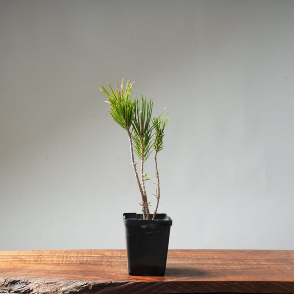 Clump Style Japanese Black Pine #46 - Bonsaify