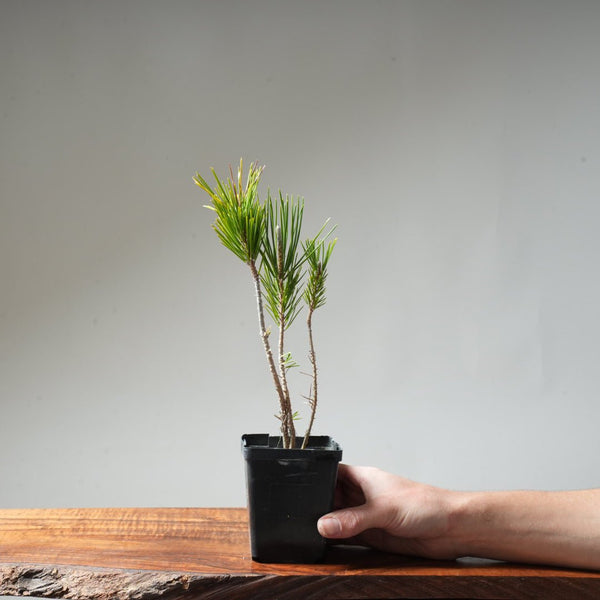 Clump Style Japanese Black Pine #46 - Bonsaify