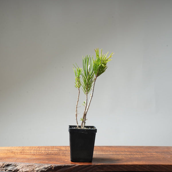 Clump Style Japanese Black Pine #46 - Bonsaify