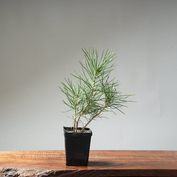 Clump Style Japanese Black Pine #47 - Bonsaify