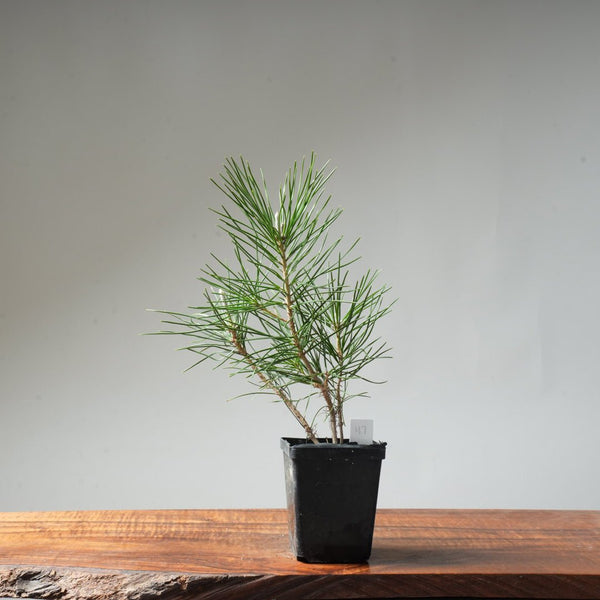 Clump Style Japanese Black Pine #47 - Bonsaify