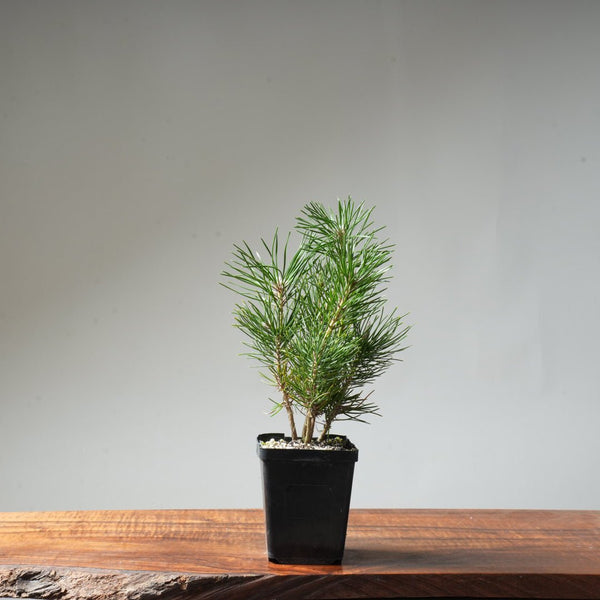 Clump Style Japanese Black Pine #49 - Bonsaify