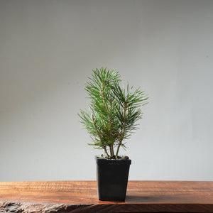 Clump Style Japanese Black Pine #49 - Bonsaify