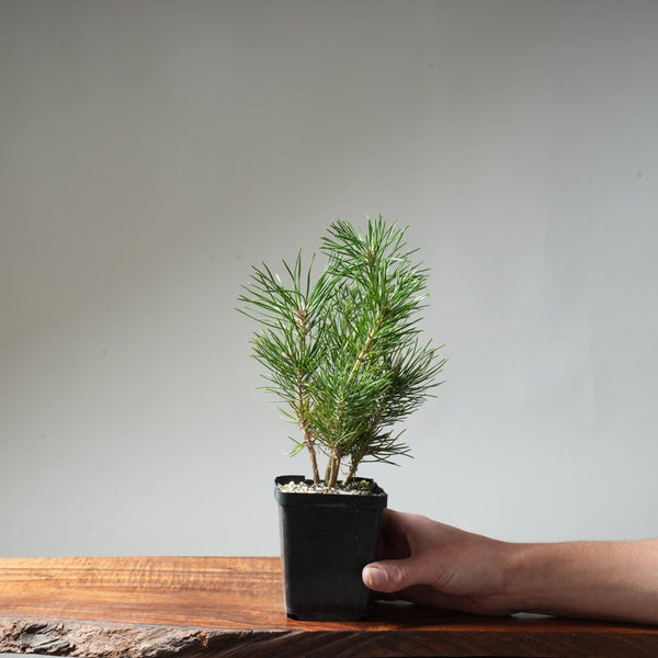 Clump Style Japanese Black Pine #49 - Bonsaify