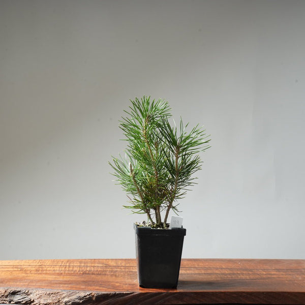 Clump Style Japanese Black Pine #49 - Bonsaify