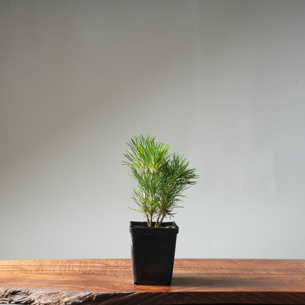 Clump Style Japanese Black Pine #51 - Bonsaify