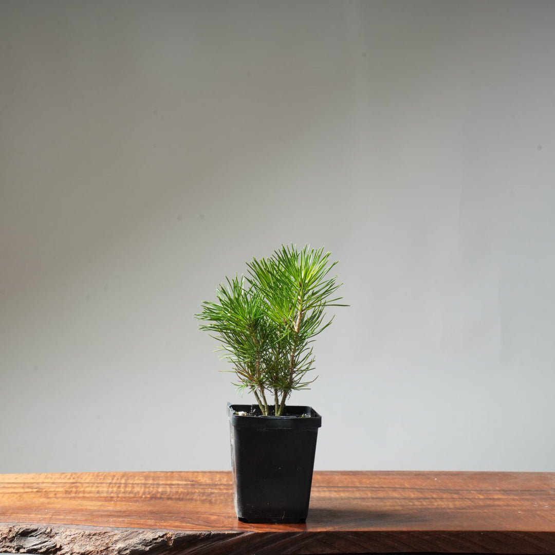 Clump Style Japanese Black Pine #51 - Bonsaify