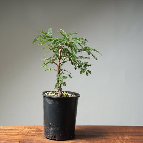 Coastal Redwood Pre - Bonsai #54 - Bonsaify