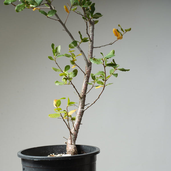 Cork Oak Pre - Bonsai #51 - Bonsaify