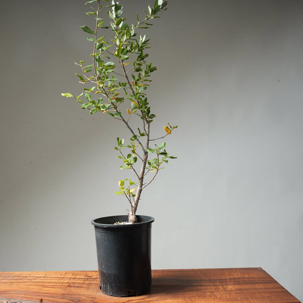 Cork Oak Pre - Bonsai #51 - Bonsaify