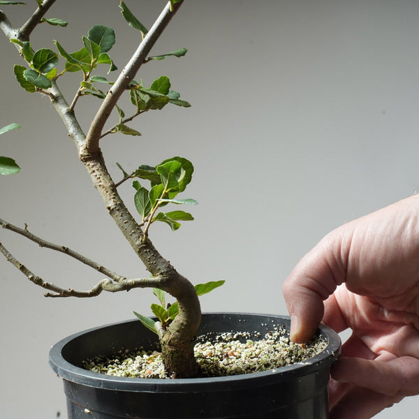 Cork Oak Pre - Bonsai #52 - Bonsaify