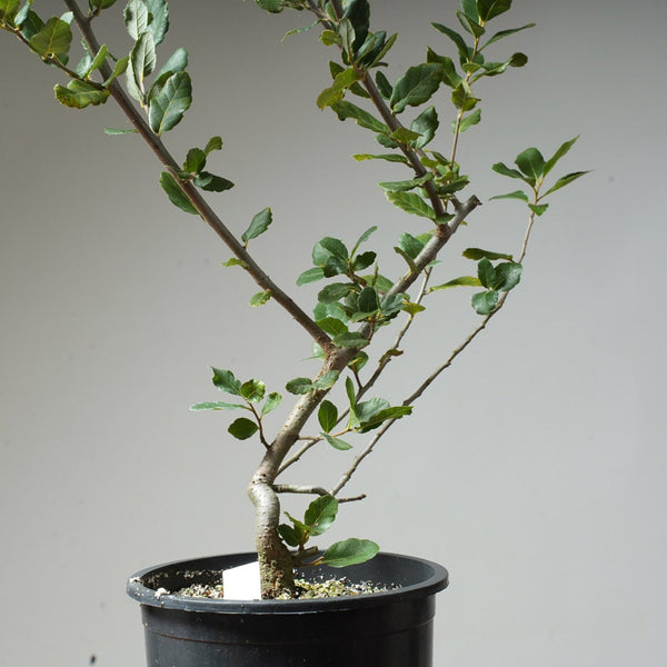 Cork Oak Pre - Bonsai #52 - Bonsaify