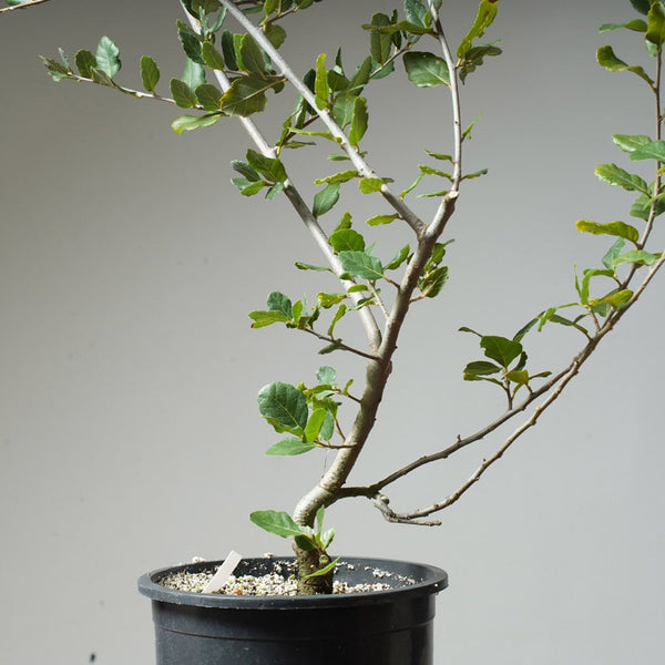 Cork Oak Pre - Bonsai #52 - Bonsaify