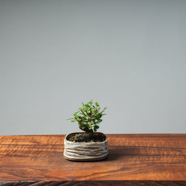 Cotoneaster Bonsai #244 - Bonsaify