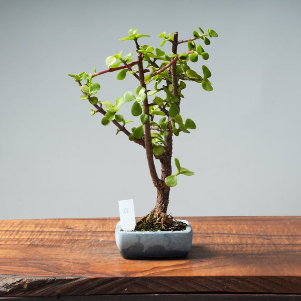 Dwarf Jade Bonsai #22 - Bonsaify