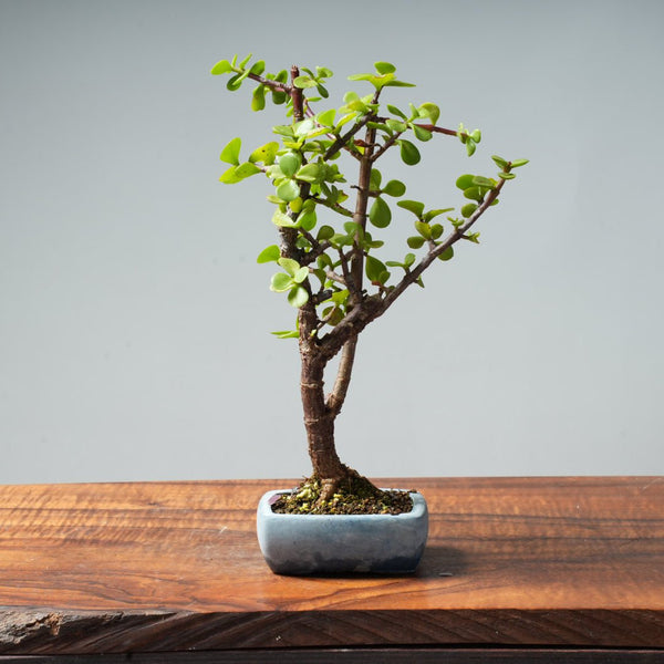 Dwarf Jade Bonsai #22 - Bonsaify