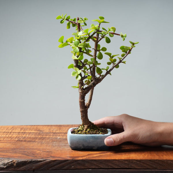 Dwarf Jade Bonsai #22 - Bonsaify