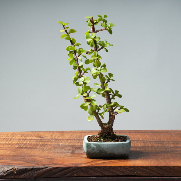 Dwarf Jade Bonsai #23 - Bonsaify