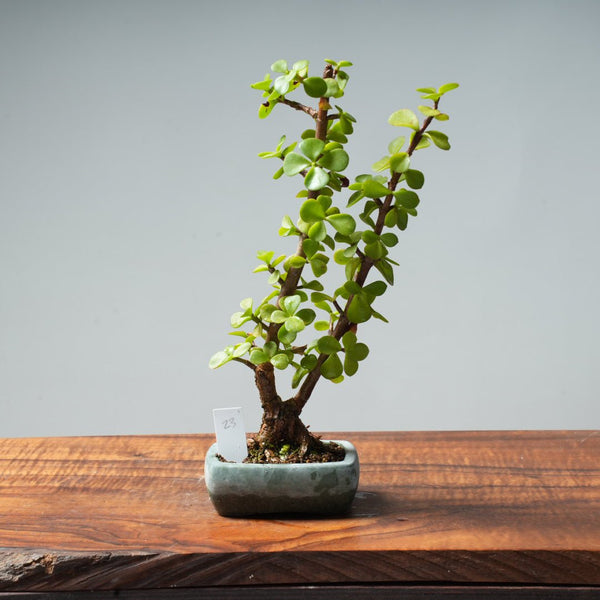 Dwarf Jade Bonsai #23 - Bonsaify