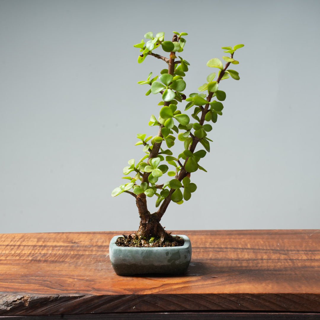 Dwarf Jade Bonsai #23 - Bonsaify