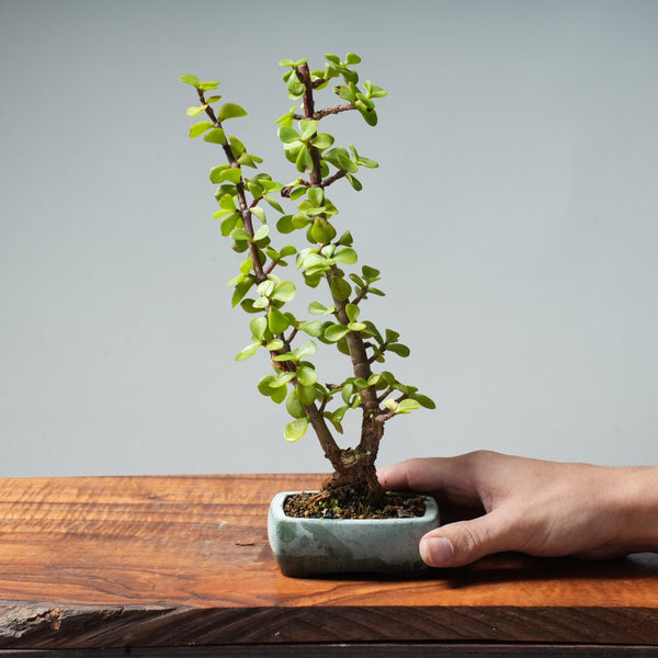 Dwarf Jade Bonsai #23 - Bonsaify