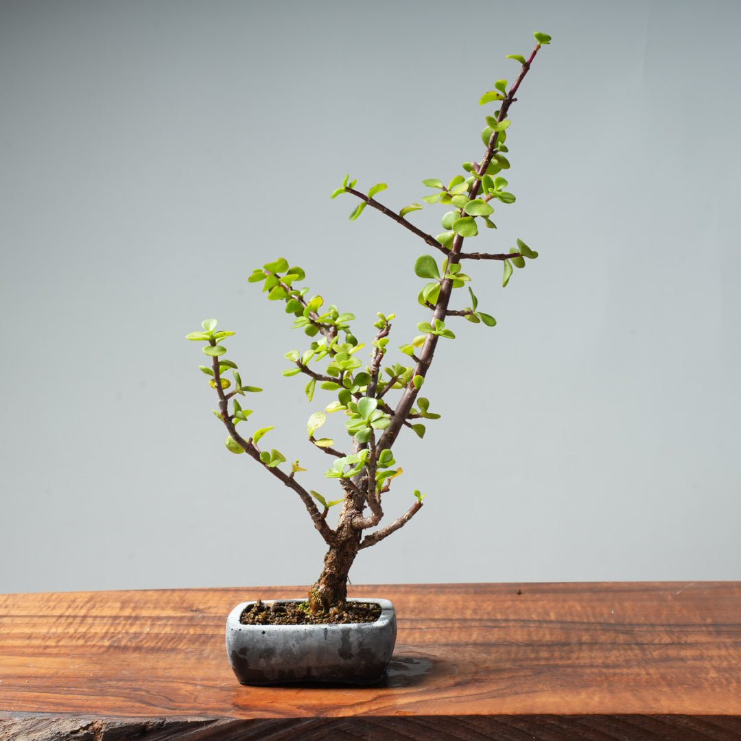 Dwarf Jade Bonsai #27 - Bonsaify