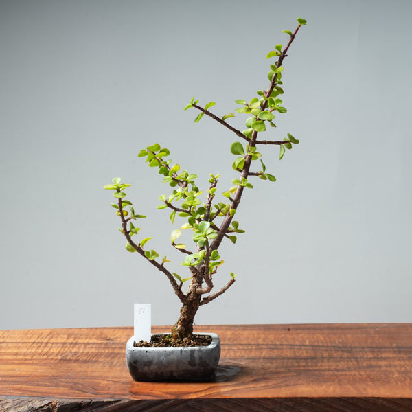 Dwarf Jade Bonsai #27 - Bonsaify