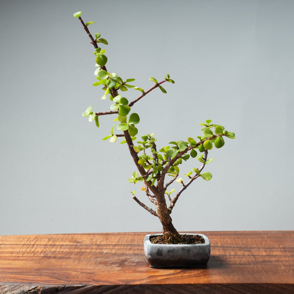 Dwarf Jade Bonsai #27 - Bonsaify