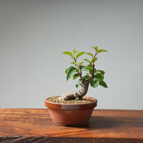 European Crabapple Bonsai #11 - Bonsaify