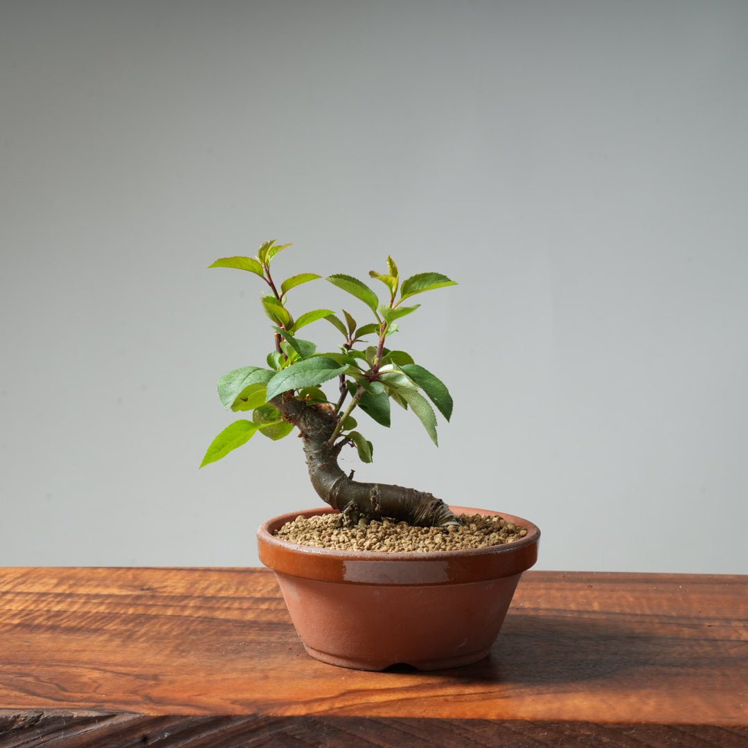 European Crabapple Bonsai #11 - Bonsaify