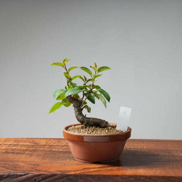 European Crabapple Bonsai #11 - Bonsaify