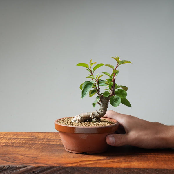 European Crabapple Bonsai #11 - Bonsaify