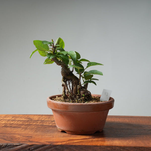 European Crabapple Bonsai #13 - Bonsaify