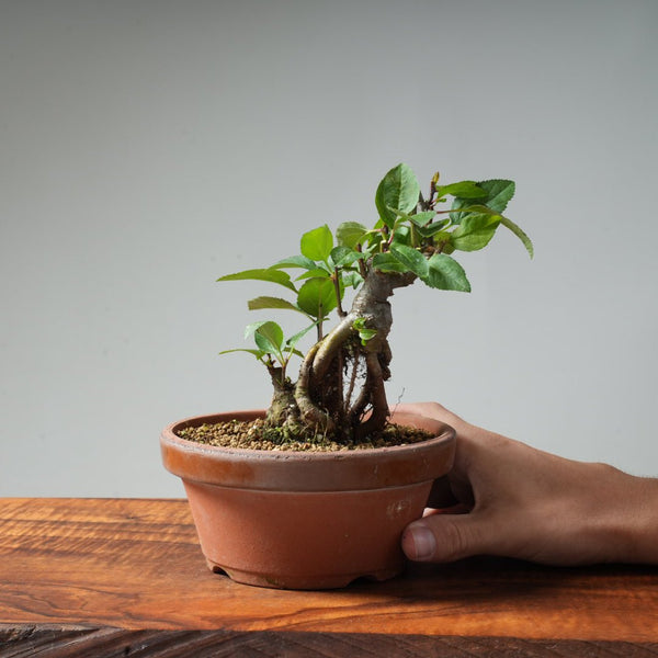 European Crabapple Bonsai #13 - Bonsaify