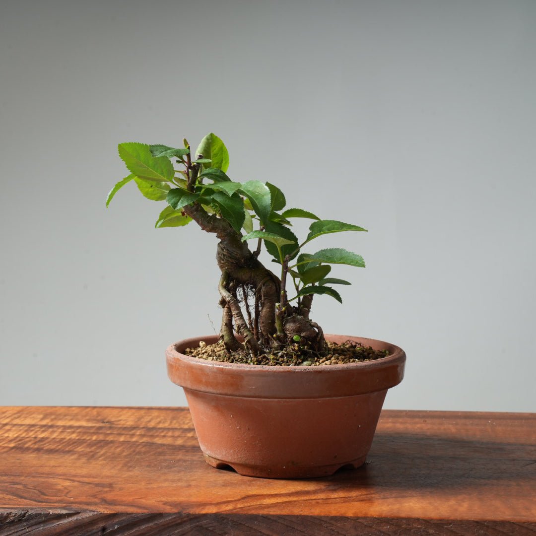 European Crabapple Bonsai #13 - Bonsaify