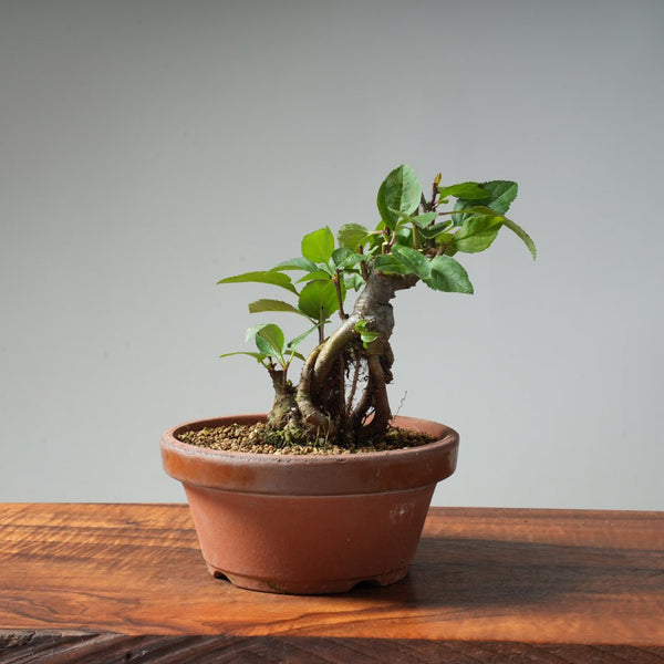 European Crabapple Bonsai #13 - Bonsaify