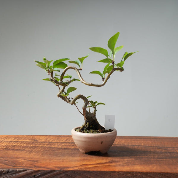 European Crabapple Bonsai #3 - Bonsaify