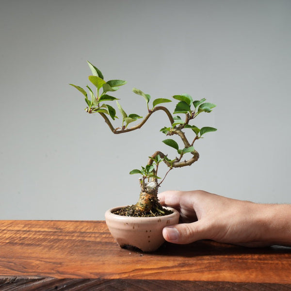 European Crabapple Bonsai #3 - Bonsaify