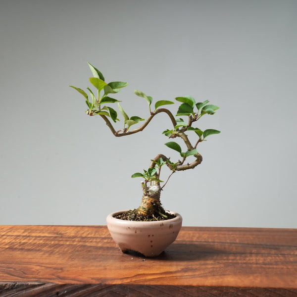 European Crabapple Bonsai #3 - Bonsaify