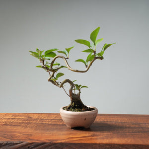 European Crabapple Bonsai #3 - Bonsaify