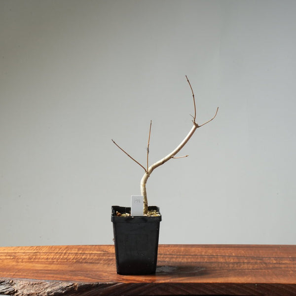 Field Maple Bonsai #173 - Bonsaify