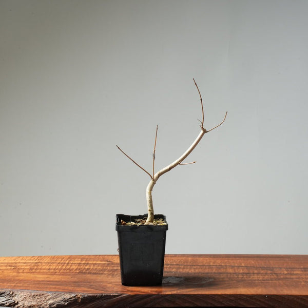 Field Maple Bonsai #173 - Bonsaify