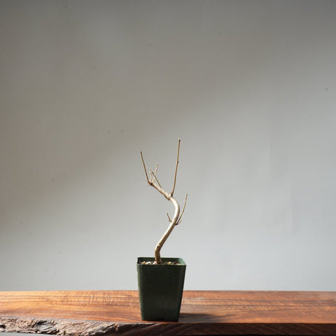 Field Maple Bonsai #86 - Bonsaify