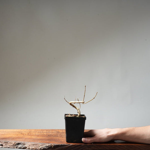 Field Maple Bonsai #87 - Bonsaify