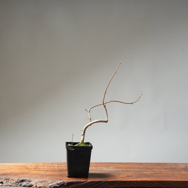 Field Maple Bonsai #88 - Bonsaify