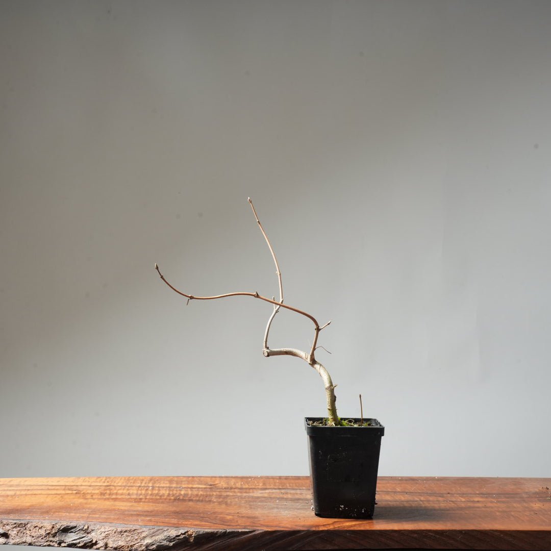 Field Maple Bonsai #88 - Bonsaify