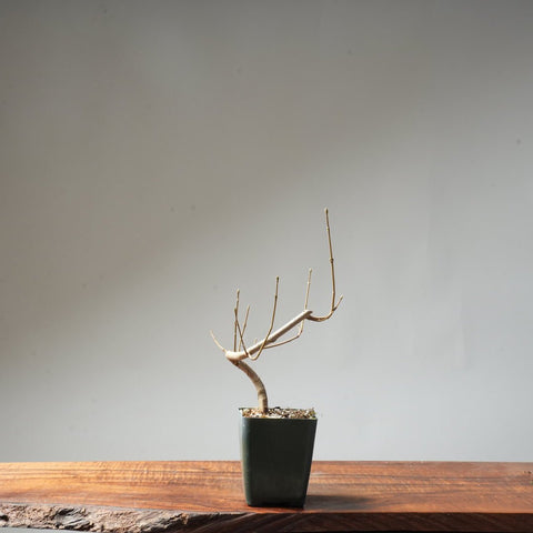 Field Maple Bonsai #89 - Bonsaify