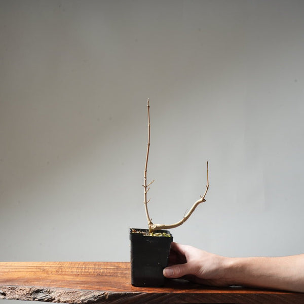 Field Maple Bonsai #90 - Bonsaify