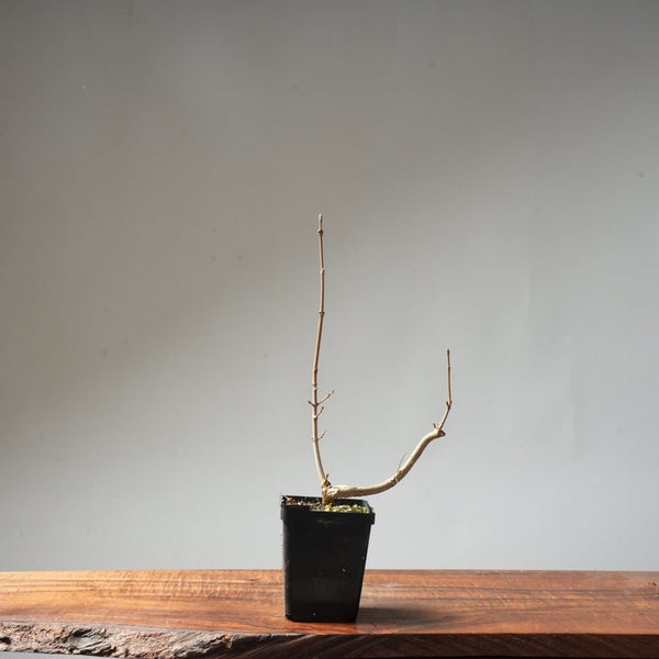 Field Maple Bonsai #90 - Bonsaify